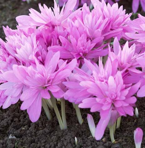 Rudens krokuss 'Waterlily' 